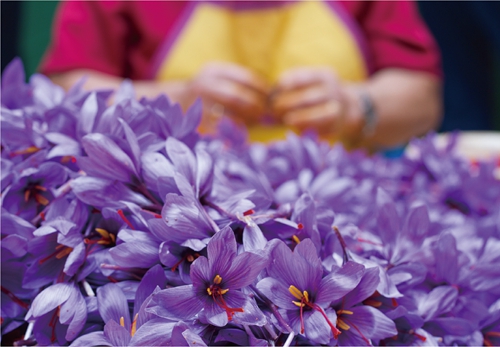 October - The Festival of the Saffron Consuegra